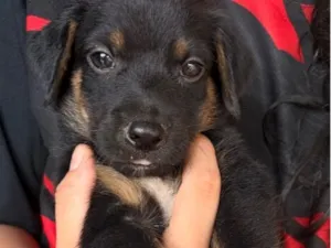 Cachorro raça SRD-ViraLata idade Abaixo de 2 meses nome Duque