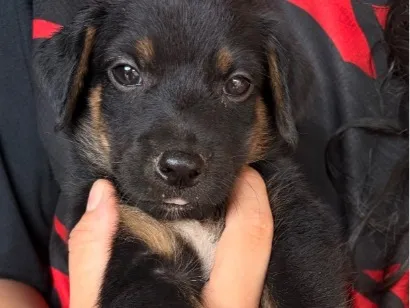 Cachorro raça SRD-ViraLata idade Abaixo de 2 meses nome Duque