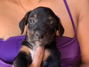 Cachorro raça SRD-ViraLata idade Abaixo de 2 meses nome Felipe