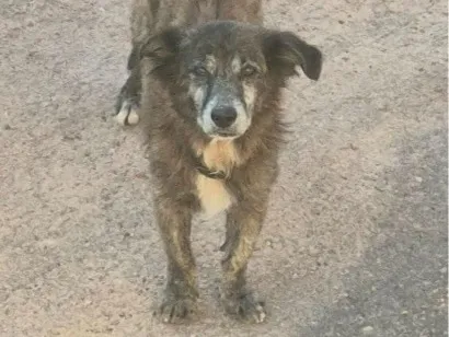 Cachorro raça SRD-ViraLata idade 6 ou mais anos nome Eu o chamo de Caetano - Ele tem coleira, mas vive na rua há meses