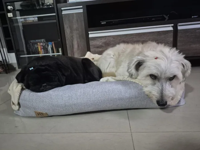Cachorro raça SRD-ViraLata idade 5 anos nome Rocky