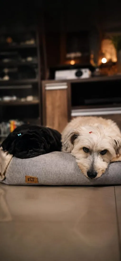 Cachorro raça SRD-ViraLata idade 5 anos nome Rocky