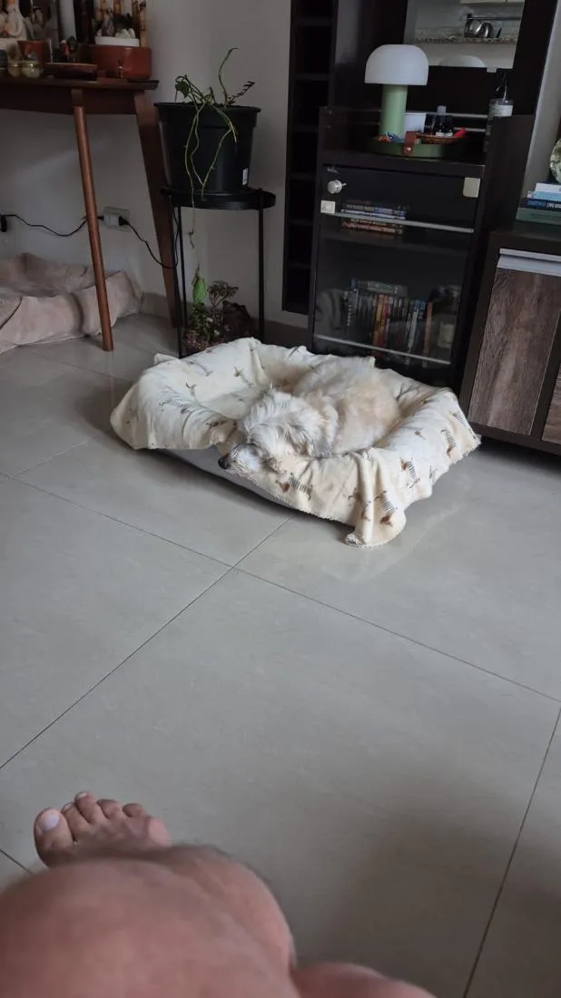 Cachorro raça SRD-ViraLata idade 5 anos nome Rocky