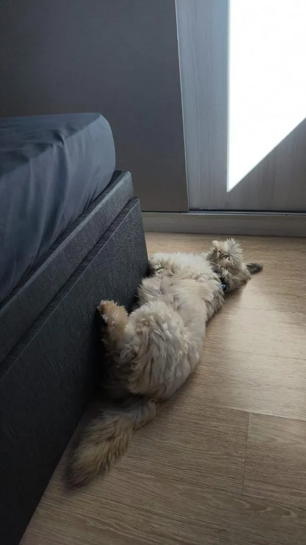 Cachorro raça SRD-ViraLata idade 5 anos nome Rocky