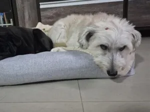 Cachorro raça SRD-ViraLata idade 5 anos nome Rocky