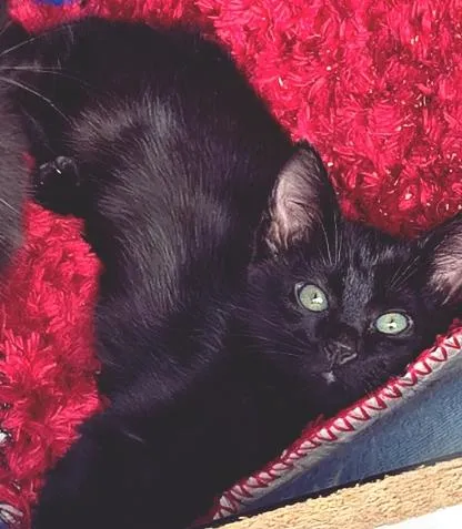 Gato raça SRD-ViraLata idade 2 a 6 meses nome DIDI BLACK
