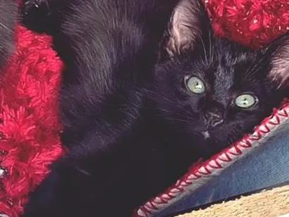 Gato raça SRD-ViraLata idade 2 a 6 meses nome DIDI BLACK