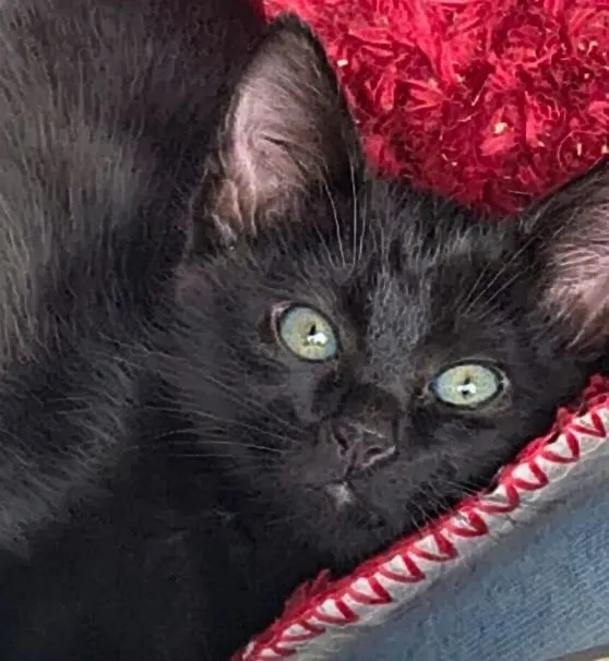 Gato raça SRD-ViraLata idade 2 a 6 meses nome DIDI BLACK