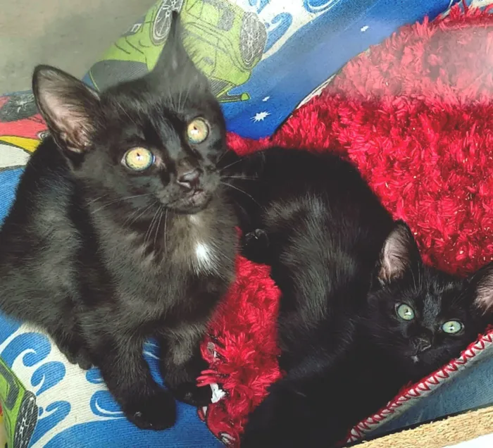 Gato raça SRD-ViraLata idade 2 a 6 meses nome DIDI BLACK