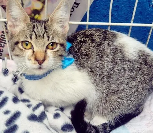 Gato raça SRD-ViraLata idade 2 a 6 meses nome PEDRO JOSÉ