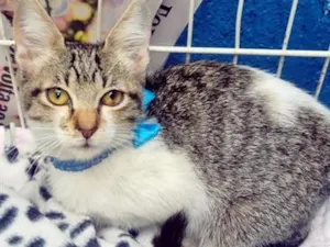 Gato raça SRD-ViraLata idade 2 a 6 meses nome PEDRO JOSÉ