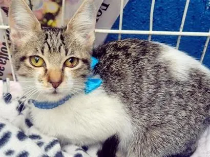 Gato raça SRD-ViraLata idade 2 a 6 meses nome PEDRO JOSÉ