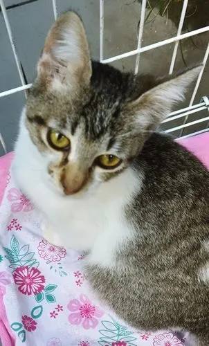 Gato raça SRD-ViraLata idade 2 a 6 meses nome PEDRO JOSÉ
