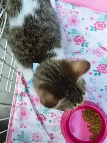 Gato raça SRD-ViraLata idade 2 a 6 meses nome PEDRO JOSÉ