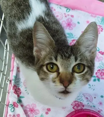 Gato raça SRD-ViraLata idade 2 a 6 meses nome PEDRO JOSÉ