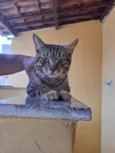 Nome Não Especifico (Milo por enquanto)