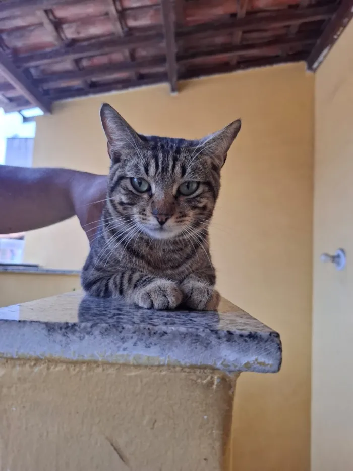 Gato raça SRD-ViraLata idade 7 a 11 meses nome Nome Não Especifico (Milo por enquanto)