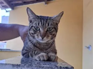 Gato raça SRD-ViraLata idade 7 a 11 meses nome Nome Não Especifico (Milo por enquanto)