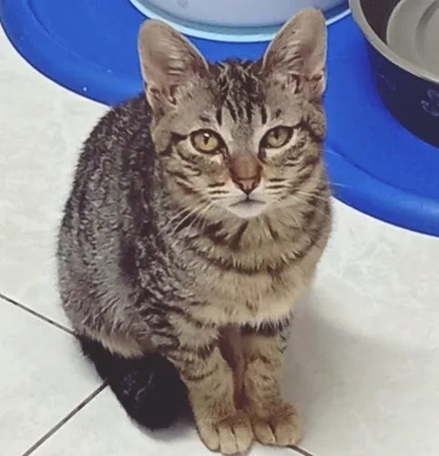 Gato raça SRD-ViraLata idade 2 a 6 meses nome MIA TIGRADA