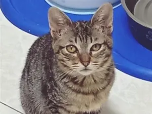 Gato raça SRD-ViraLata idade 2 a 6 meses nome MIA TIGRADA