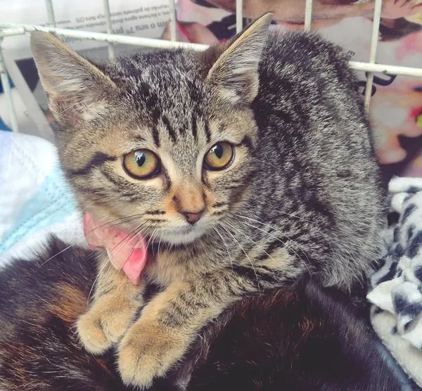 Gato raça SRD-ViraLata idade 2 a 6 meses nome MIA TIGRADA
