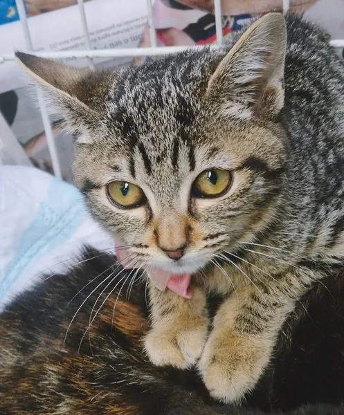 Gato raça SRD-ViraLata idade 2 a 6 meses nome MIA TIGRADA