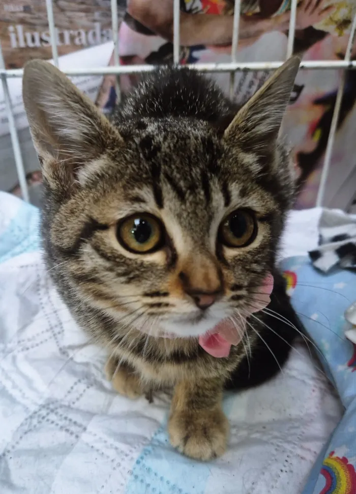 Gato raça SRD-ViraLata idade 2 a 6 meses nome MIA TIGRADA