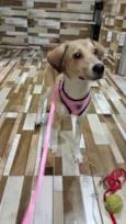 Mel