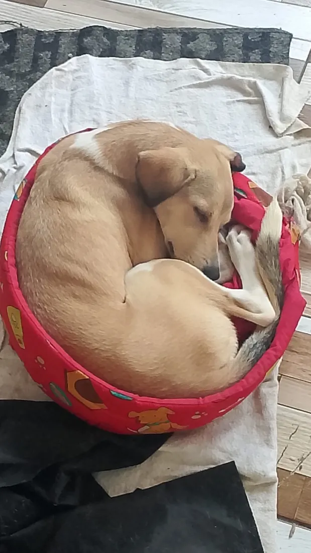 Cachorro raça SRD-ViraLata idade 2 a 6 meses nome Mel