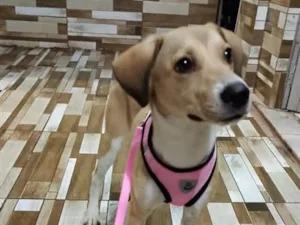 Cachorro raça SRD-ViraLata idade 2 a 6 meses nome Mel
