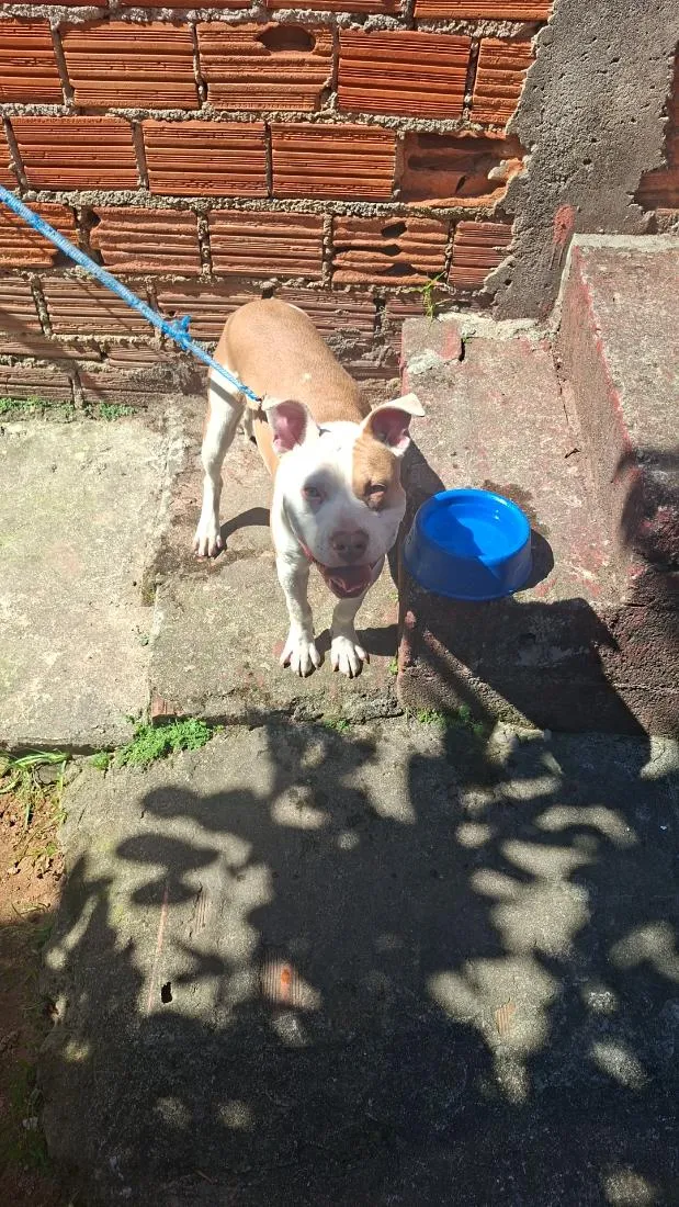 Cachorro raça Pit-Bull idade 2 a 6 meses nome Simba