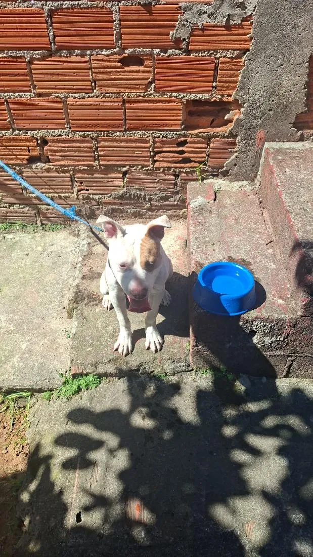 Cachorro raça Pit-Bull idade 2 a 6 meses nome Simba