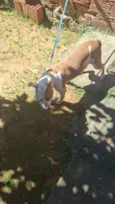 Simba