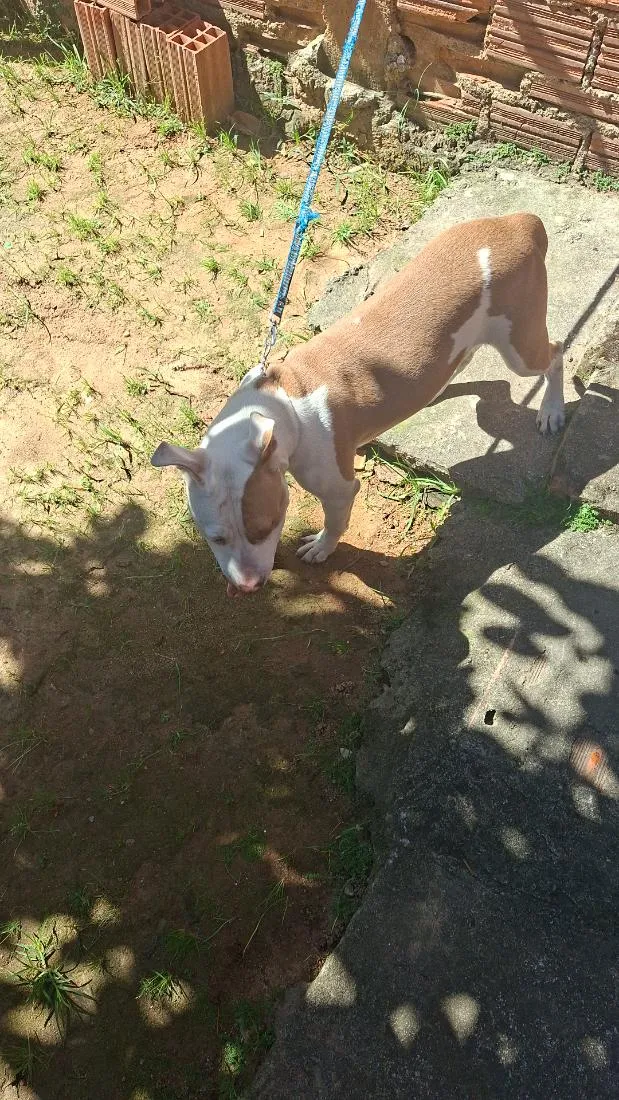 Cachorro raça Pit-Bull idade 2 a 6 meses nome Simba