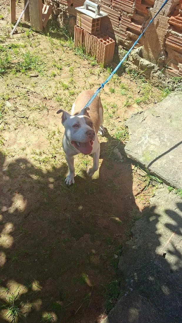Cachorro raça Pit-Bull idade 2 a 6 meses nome Simba