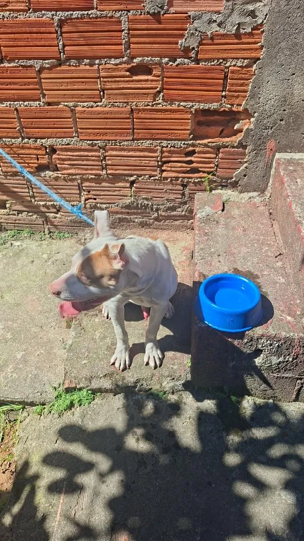 Cachorro raça Pit-Bull idade 2 a 6 meses nome Simba