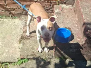 Cachorro raça Pit-Bull idade 2 a 6 meses nome Simba