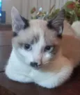 Capuccino