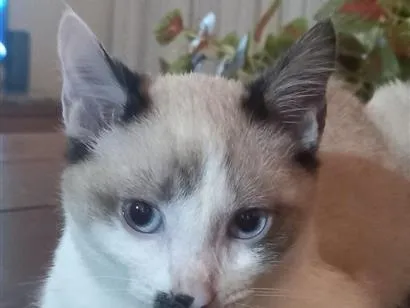 Gato raça SRD-ViraLata idade 2 a 6 meses nome Capuccino