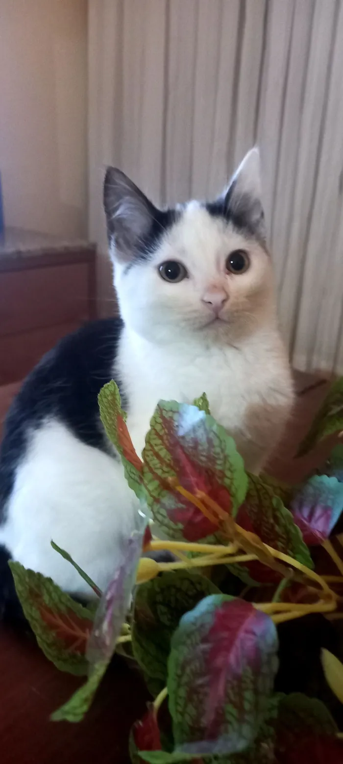 Gato raça SRD-ViraLata idade 2 a 6 meses nome Mickey 