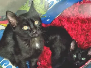 Gato raça SRD-ViraLata idade 2 a 6 meses nome DIDI BLACK