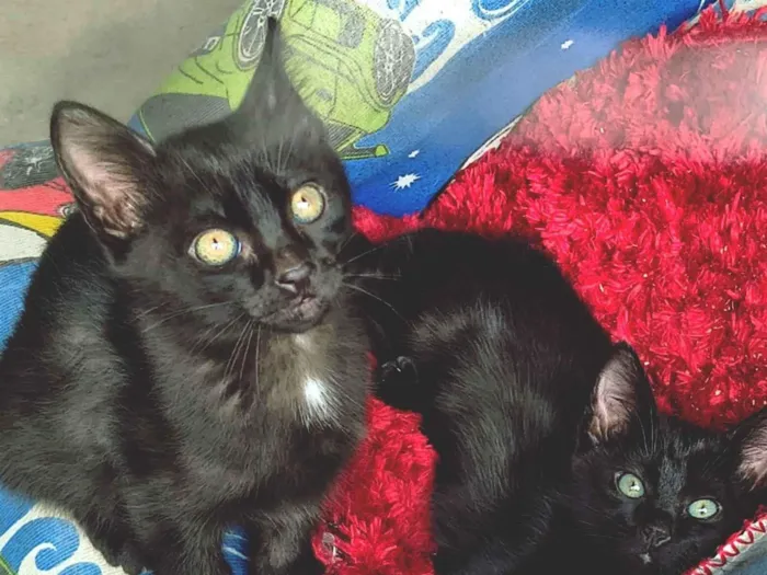Gato raça SRD-ViraLata idade 2 a 6 meses nome DIDI BLACK