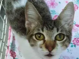 Gato raça SRD-ViraLata idade 2 a 6 meses nome PEDRO JOSÉ