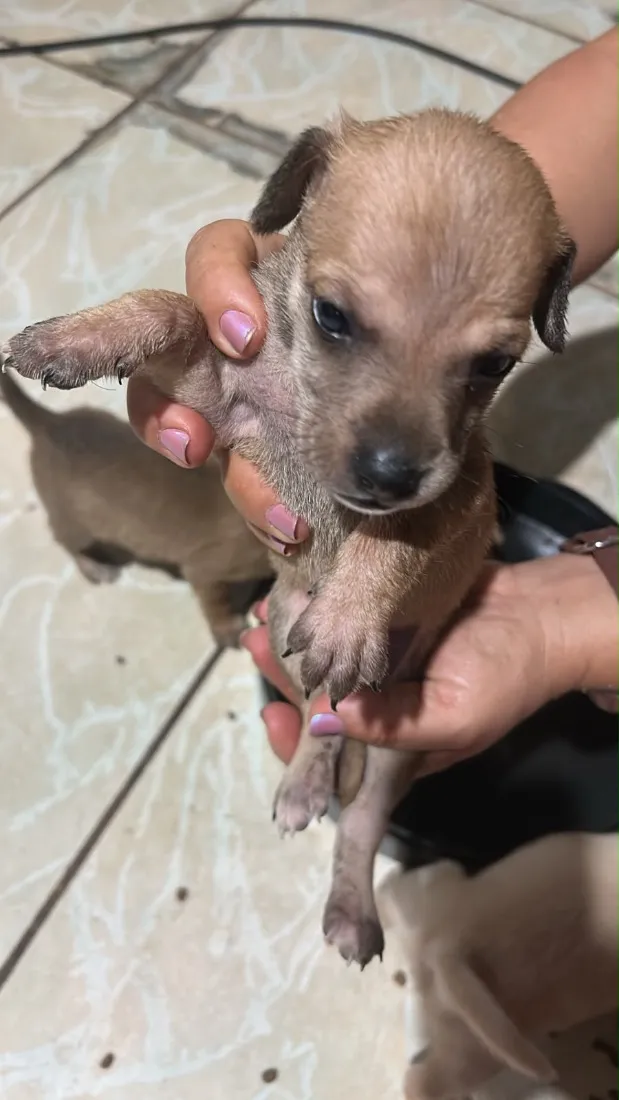 Cachorro raça SRD-ViraLata idade Abaixo de 2 meses nome Doação Responsável 