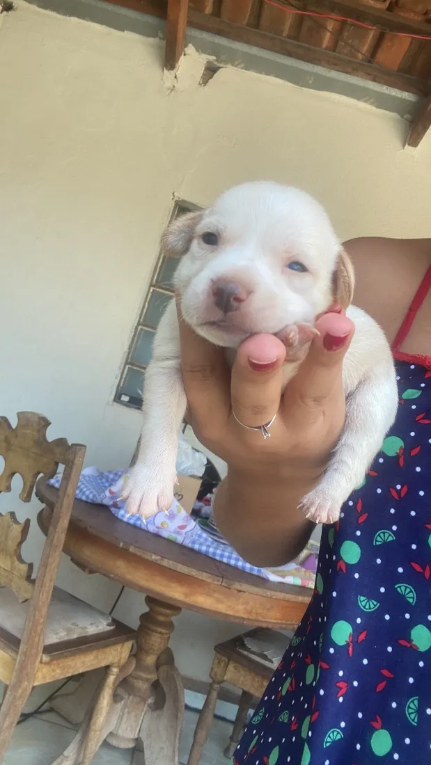 Cachorro raça SRD-ViraLata idade Abaixo de 2 meses nome Doação Responsável 