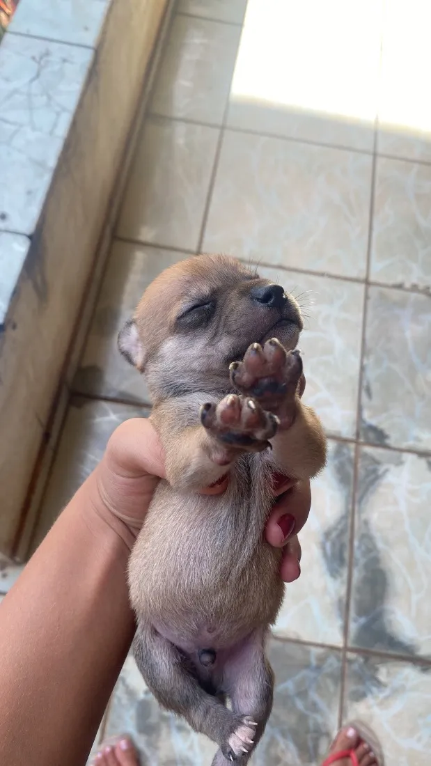 Cachorro raça SRD-ViraLata idade Abaixo de 2 meses nome Doação Responsável 