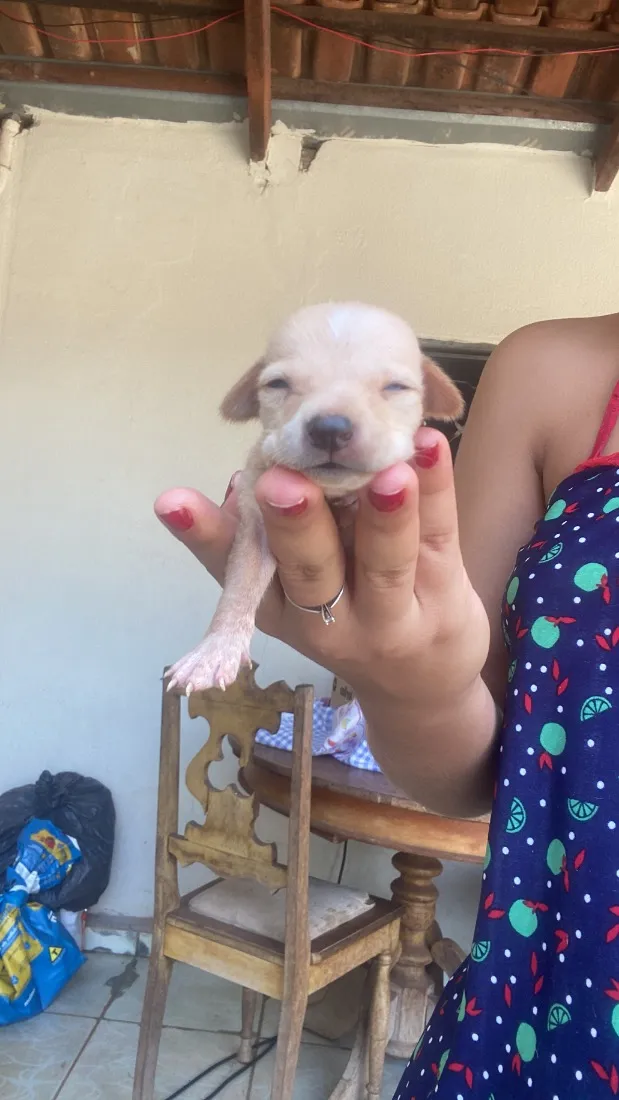 Cachorro raça SRD-ViraLata idade Abaixo de 2 meses nome Doação Responsável 