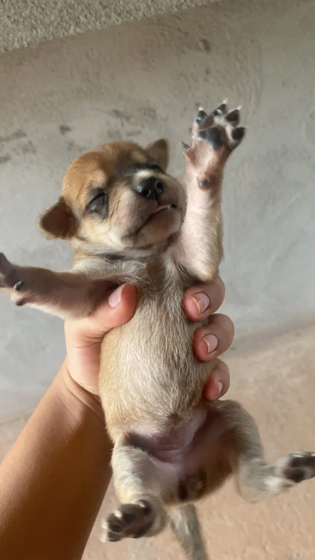 Cachorro raça SRD-ViraLata idade Abaixo de 2 meses nome Doação Responsável 