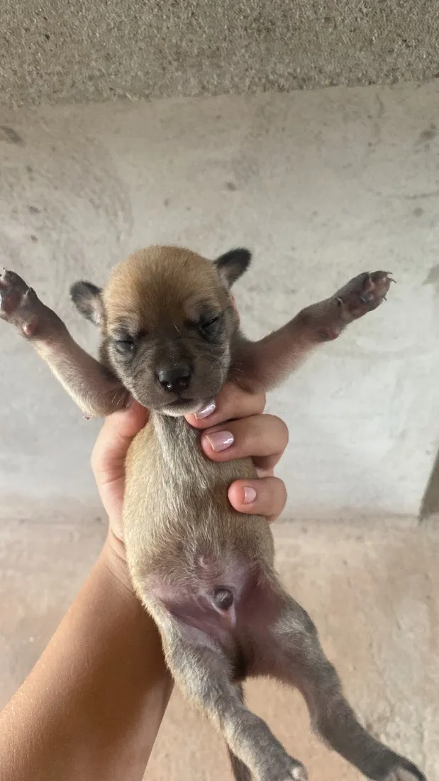 Cachorro raça SRD-ViraLata idade Abaixo de 2 meses nome Doação Responsável 