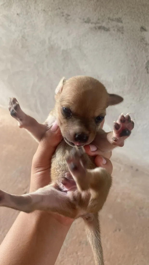 Cachorro raça SRD-ViraLata idade Abaixo de 2 meses nome Doação Responsável 
